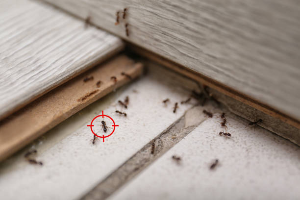 Best Cockroach Control Services  in Comanche, TX