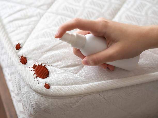 Wasp Removal Services in Comanche, TX
