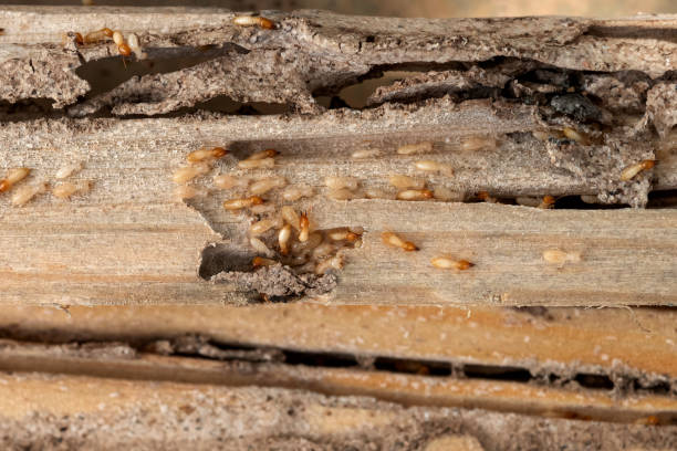 Professional Pest Control in Comanche, TX